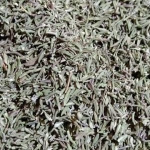 THYME
