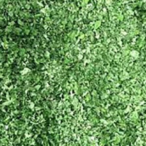 MORINGA