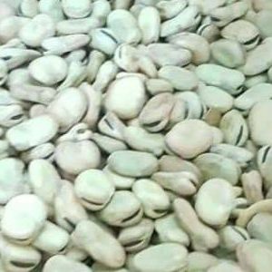 Fababean