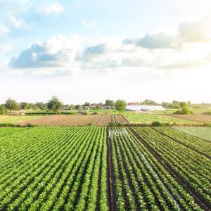 farm-2022-11-09-06-34-42-utc-1415x2048